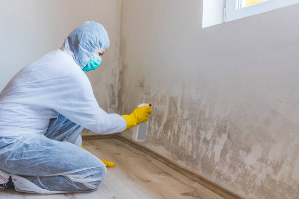 Licensed Black Mold Removal service in Clifton, NJ - WQB Mold Removal