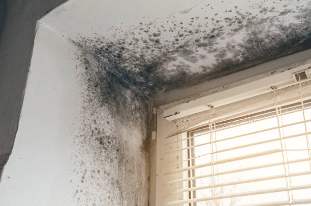 Affordable Black Mold Removal solutions in Clifton, NJ